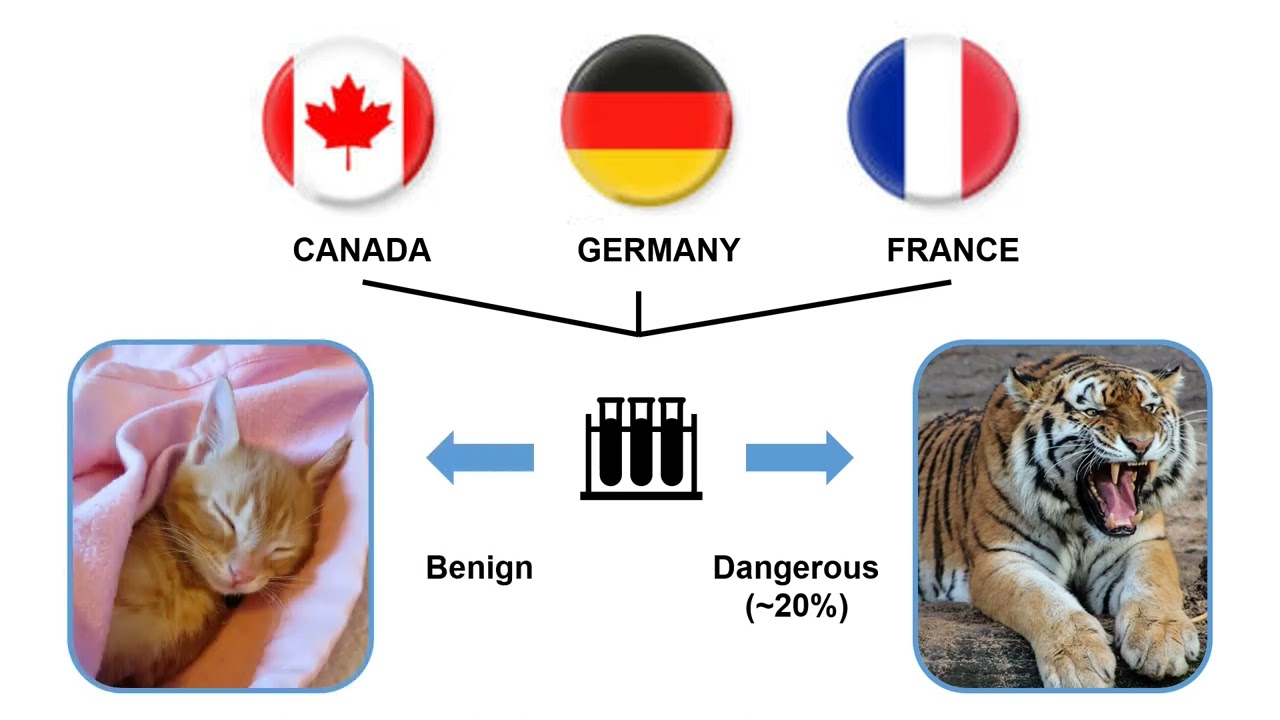 Platzhalterbild für Einbettung
